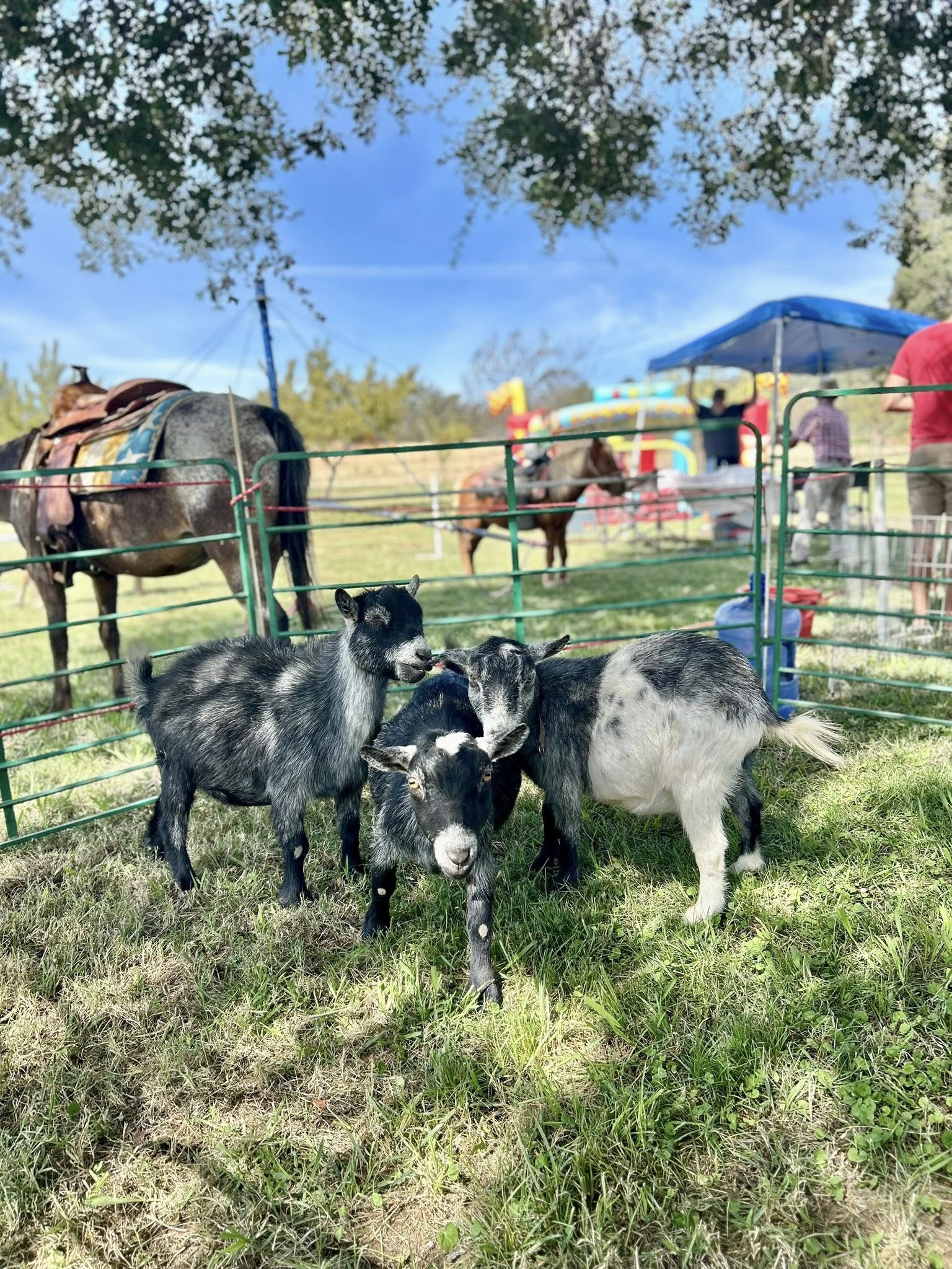 Animals at Charlton Ranch